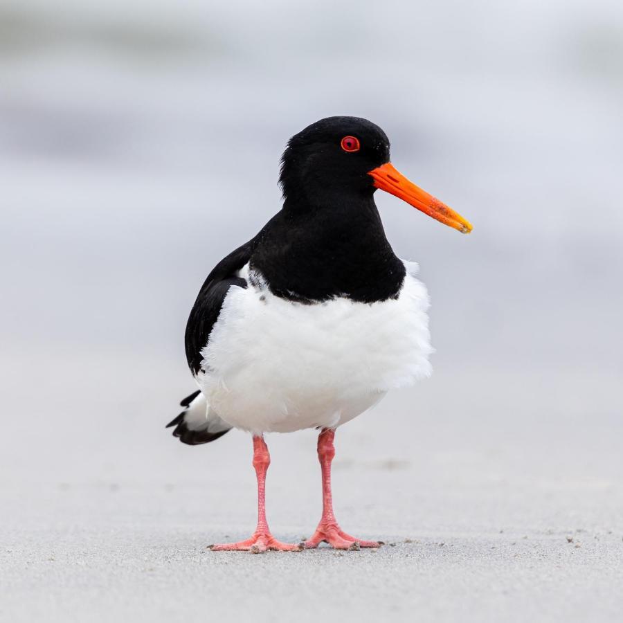 The Oystercatcher At The Bay, Filey Exterior foto